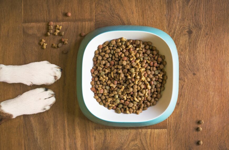 dog food