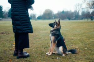 Read more about the article 8 Simple Steps to Teach Your Dog to Sit Like a Pro