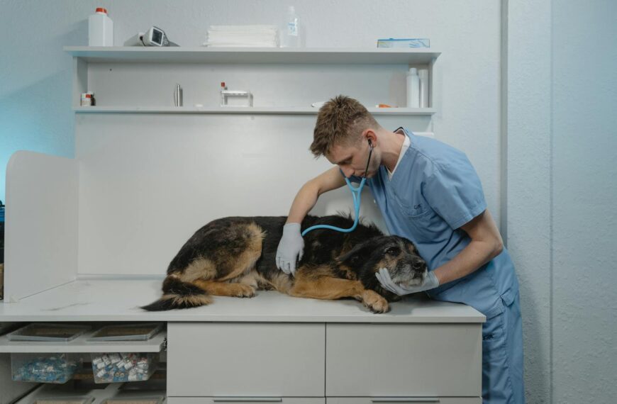 dog vet visit