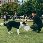 10 Easy DIY Brain Games for Dogs to Boost Their Smarts