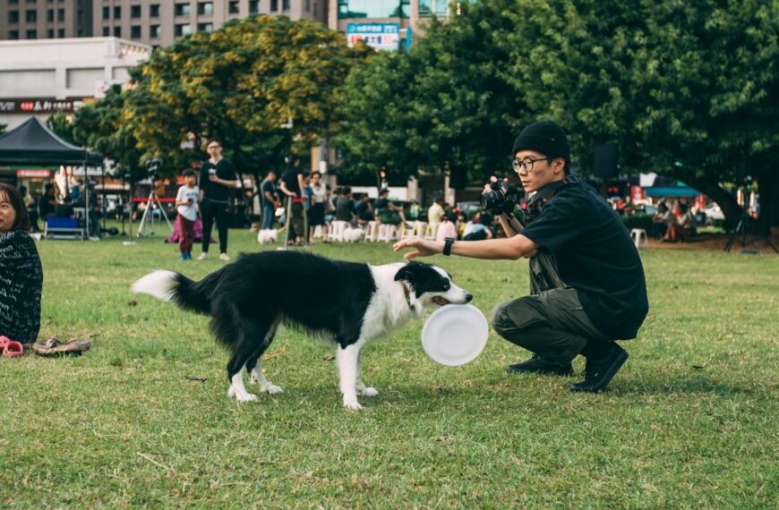 brain games for dogs
