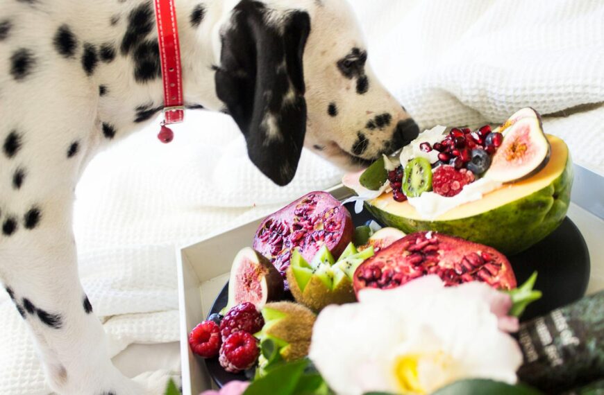 vet approved dog diet