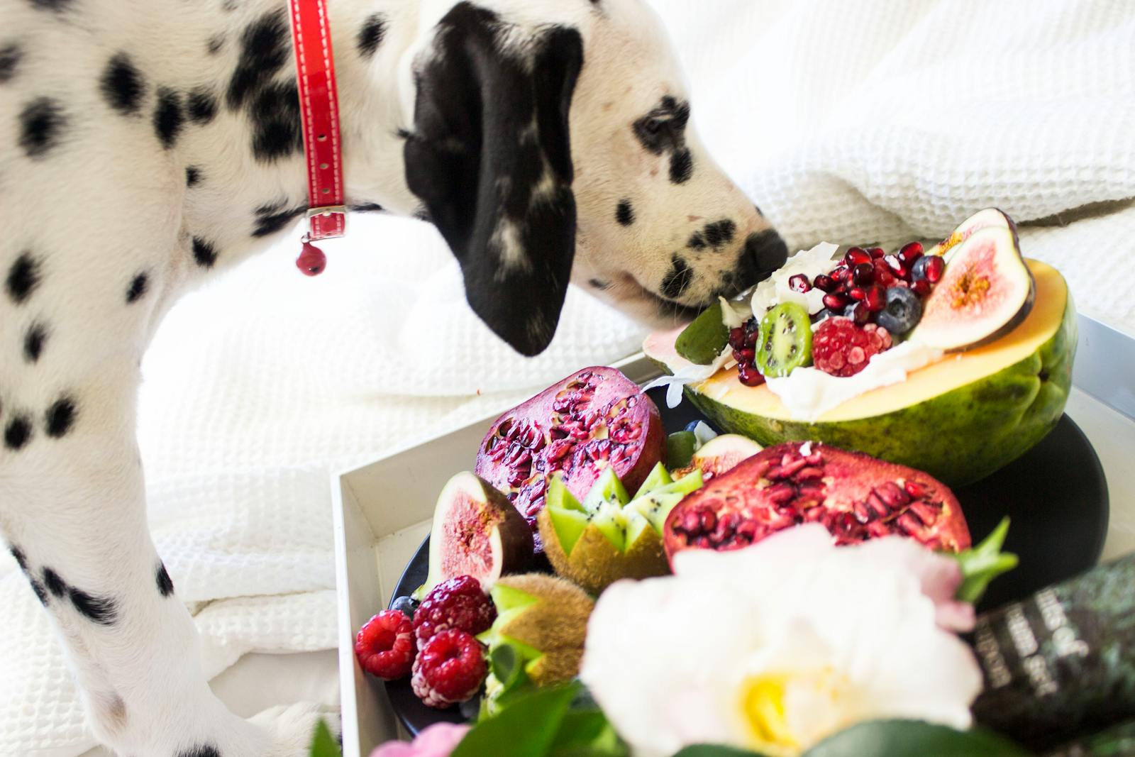 vet approved dog diet