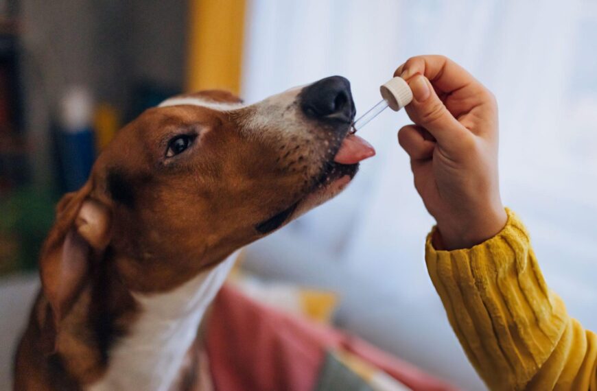 Copaiba, Krill Oil and DHA for Dogs