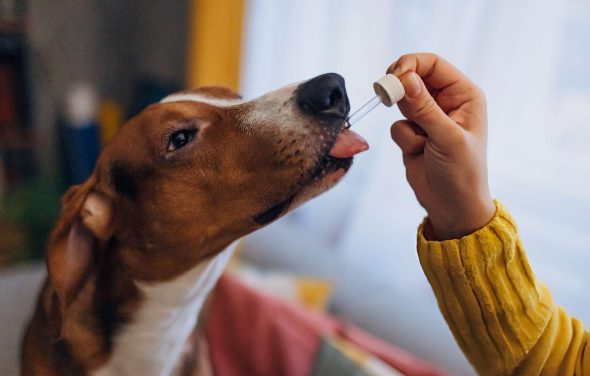 Copaiba, Krill Oil and DHA for Dogs