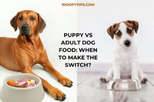 Read more about the article Puppy vs Adult Dog Food: When to Make the Switch?