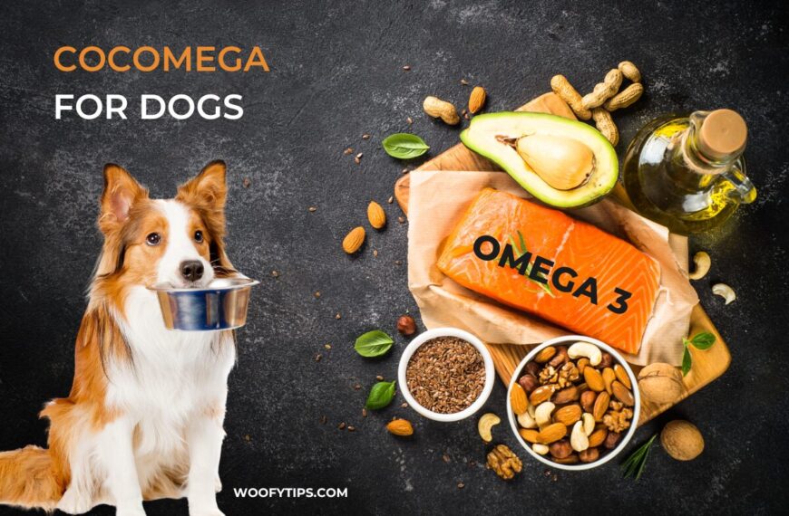 cocomega for dogs