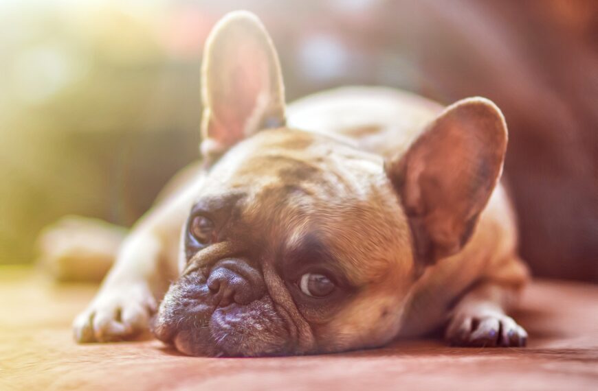 Common health problem in dogs