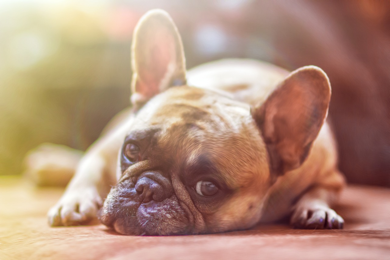 Common health problem in dogs