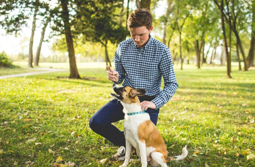 dog commands and hand signals for beginners