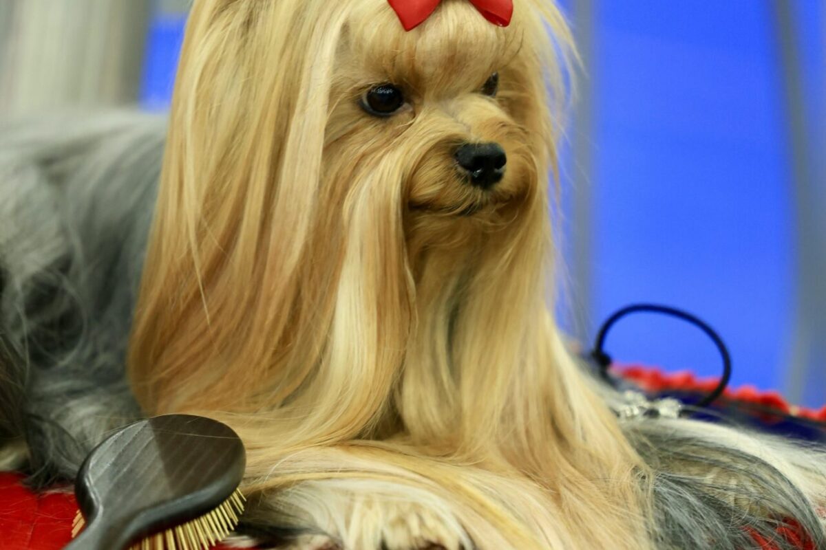 5 Essential Grooming Tips Every Dog Owner Should Know
