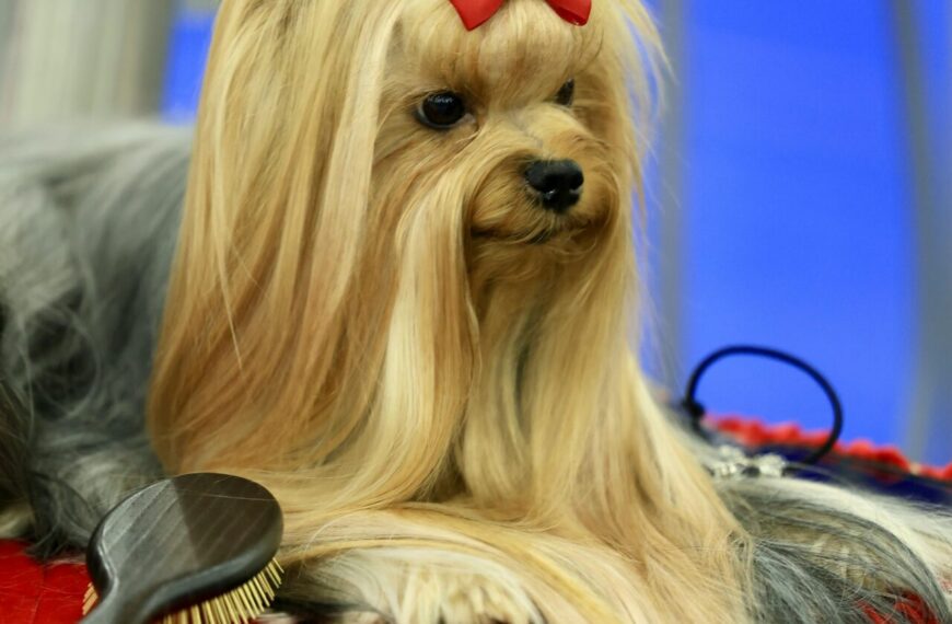 5 Essential Grooming Tips Every Dog Owner Should Know