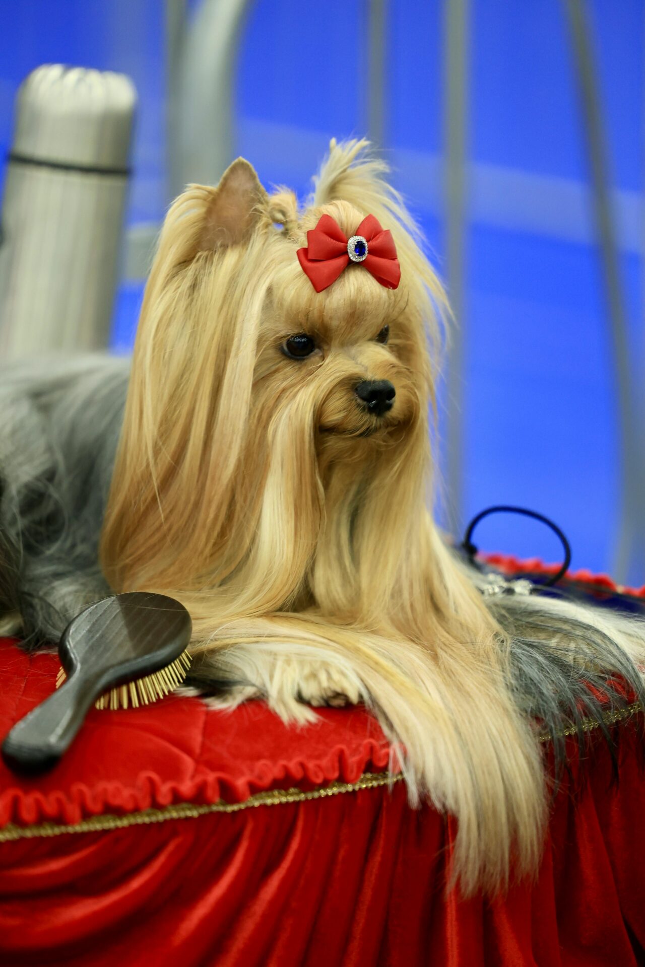 You are currently viewing 5 Essential Grooming Tips Every Dog Owner Should Know