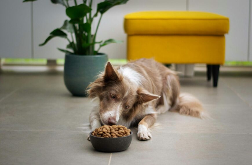 Right food for dogs