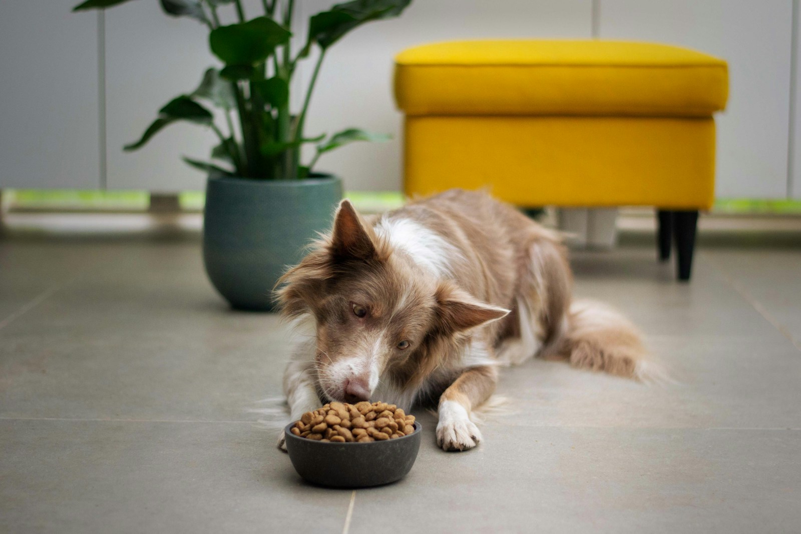 Right food for dogs
