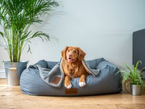 Read more about the article How to Create a Safe and Comfortable Space for Your Dog at Home