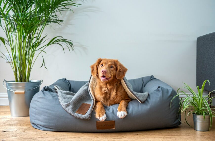 space for dogs