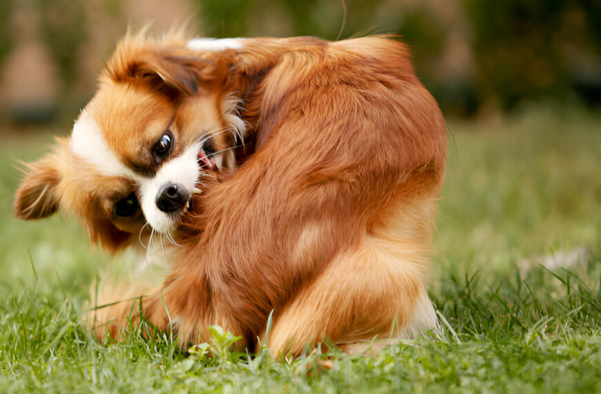 Flea tick prevention for puppies