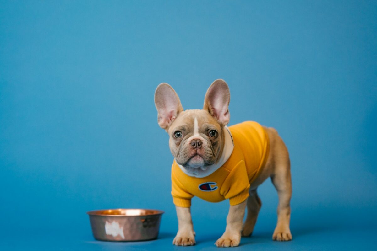 10 Powerful Ways to Boost Your Dog’s Gut Health Naturally