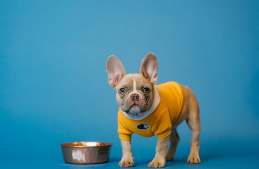 dog's gut health