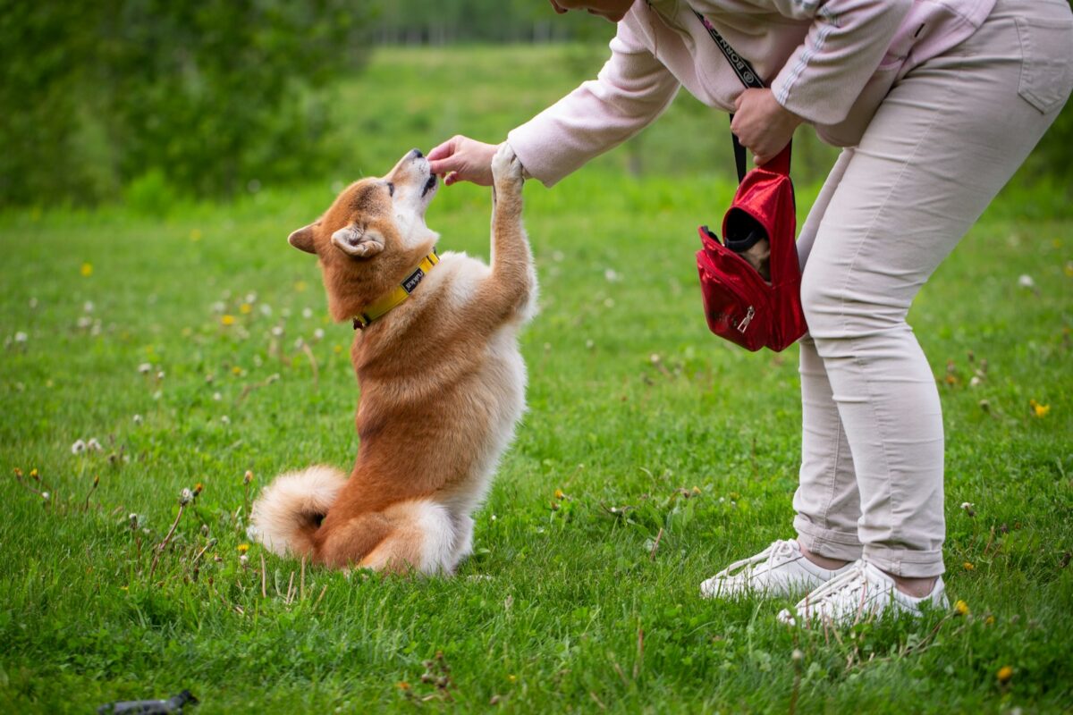 Unlock the Secrets of Dog Body Language