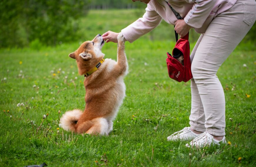 dog body language
