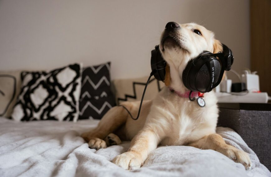 Relaxing dog music