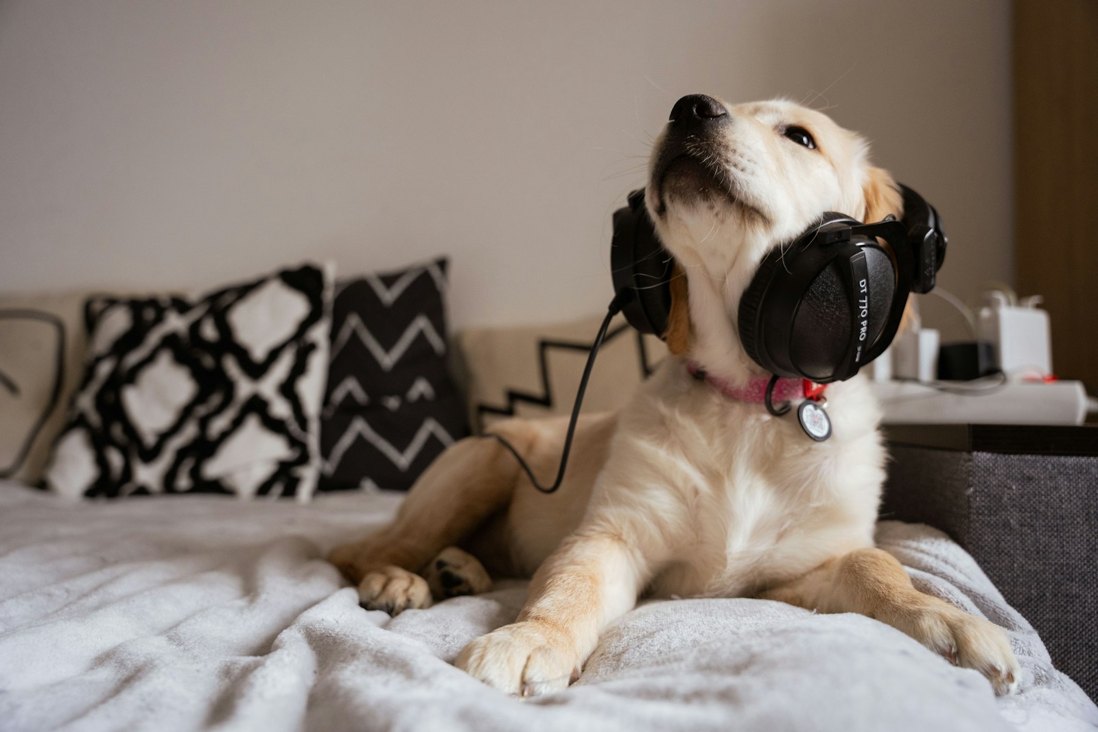 Relaxing dog music