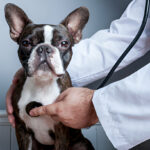Top 10 Ways to Keep Your Dog’s Heart Healthy