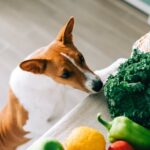 Can Dogs Eat Vegetables? Vet-Approved Veggies and Ones to Avoid