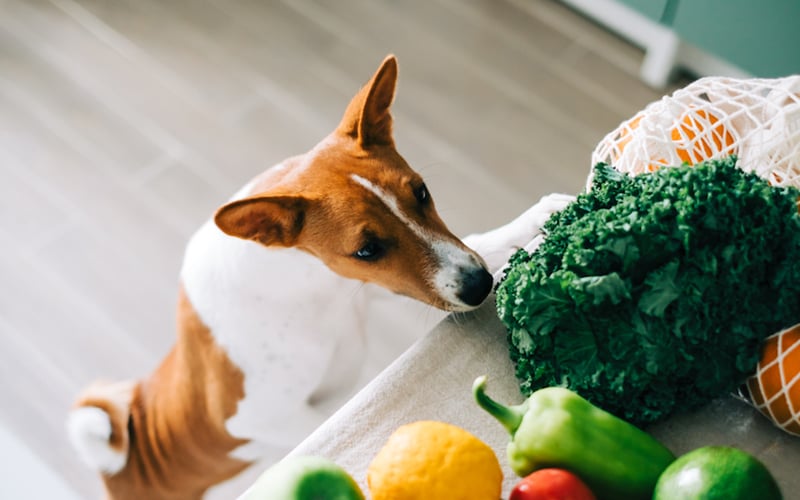 Can Dogs Eat Vegetables? Vet-Approved Veggies and Ones to Avoid