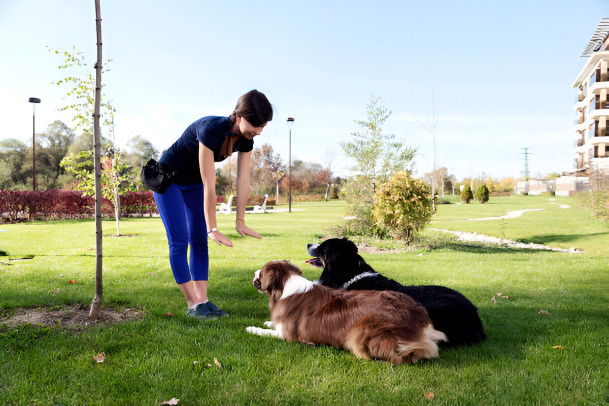 How to Teach a Dog to Lie Down – Easy Training Guide